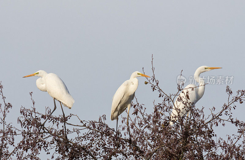 三只大白鹭(Ardea alba)在树上休息